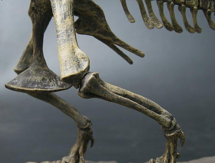 新入荷 生き物 70cm ティラノサウルス レックス ジュラシック 大恐竜 化石 骨 モデルキット プラモデル キット 組み立て式の画像5