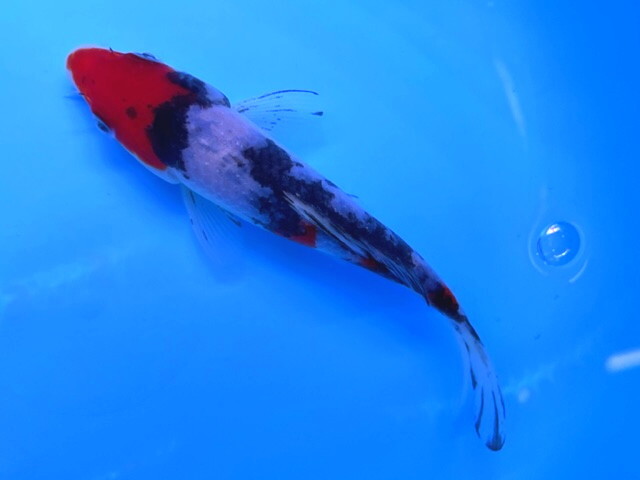  luck . colored carp animation equipped! Taisho three color colored carp approximately 18 centimeter heaven wistaria production campaign!. quality *. eminent! future fun . colored carp 2022 production actual article or goods 1 pcs NT-17 ④-5 Shiga 