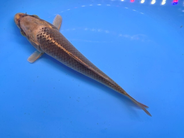  luck . colored carp animation equipped! light . thing orange pine leaf colored carp approximately 14-15 centimeter elegant . beautiful . aquarium ... accent .! actual article or goods 1 pcs NH-1 ④-1 Shiga koi