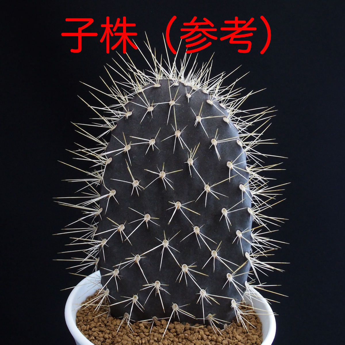 【送料無料】ガラパゴス団扇 黒肌白刺 ２ヶ所から新茎節｜サボテンの画像7