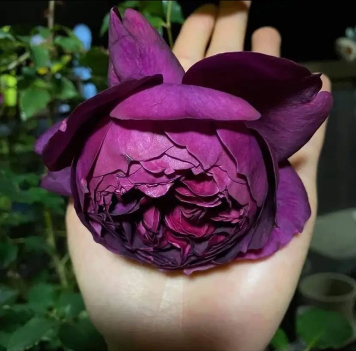 レア切花品種・薔薇・バラ苗|Yahoo!フリマ(旧PayPayフリマ) レア切花品種・薔薇・バラ苗|Yahoo!フリマ(旧PayPayフリマ)