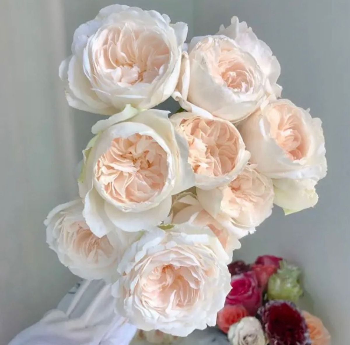レア切花品種・ 薔薇・バラ苗　wedding rose