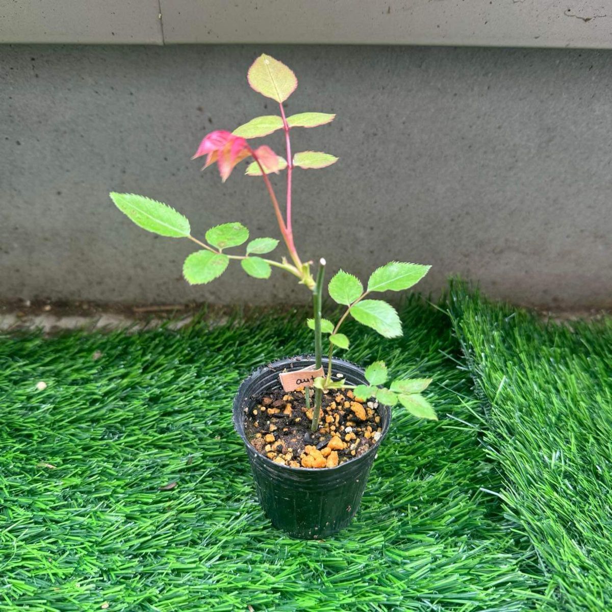 レア切花品種・薔薇・バラ苗|Yahoo!フリマ(旧PayPayフリマ) レア切花品種・薔薇・バラ苗|Yahoo!フリマ(旧PayPayフリマ)