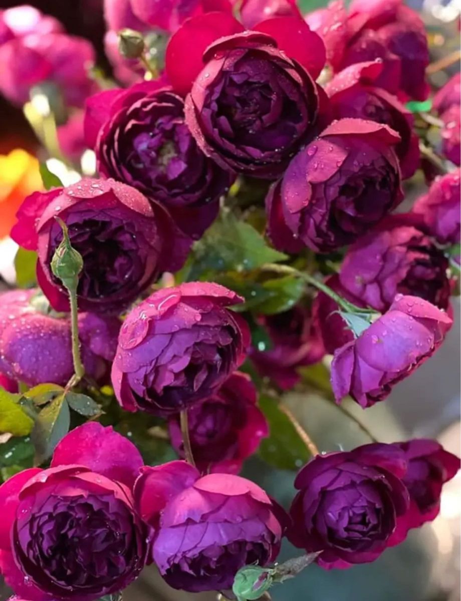 レア切花品種・薔薇・バラ苗|Yahoo!フリマ(旧PayPayフリマ) レア切花品種・薔薇・バラ苗|Yahoo!フリマ(旧PayPayフリマ)
