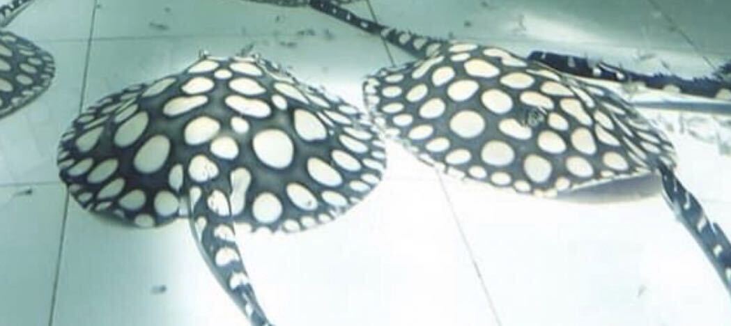 [フィッシュマスターオカ] 最高極上極美個体 超ビックスポットSWC ダイヤモンドポルカ 雌21センチ前後☆１.２枚は親魚☆3枚は出品魚ですの画像2