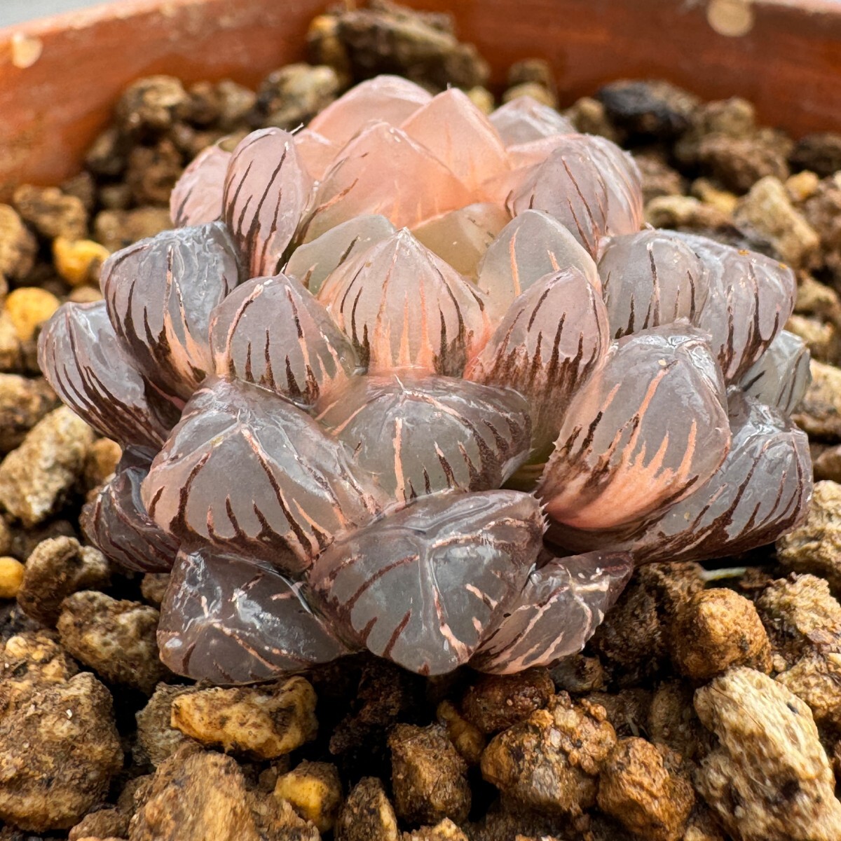 N1390ハオルシア　ハオルチア　多肉植物　ドドソン紫オブツーサ錦　極上斑　超美品_画像3