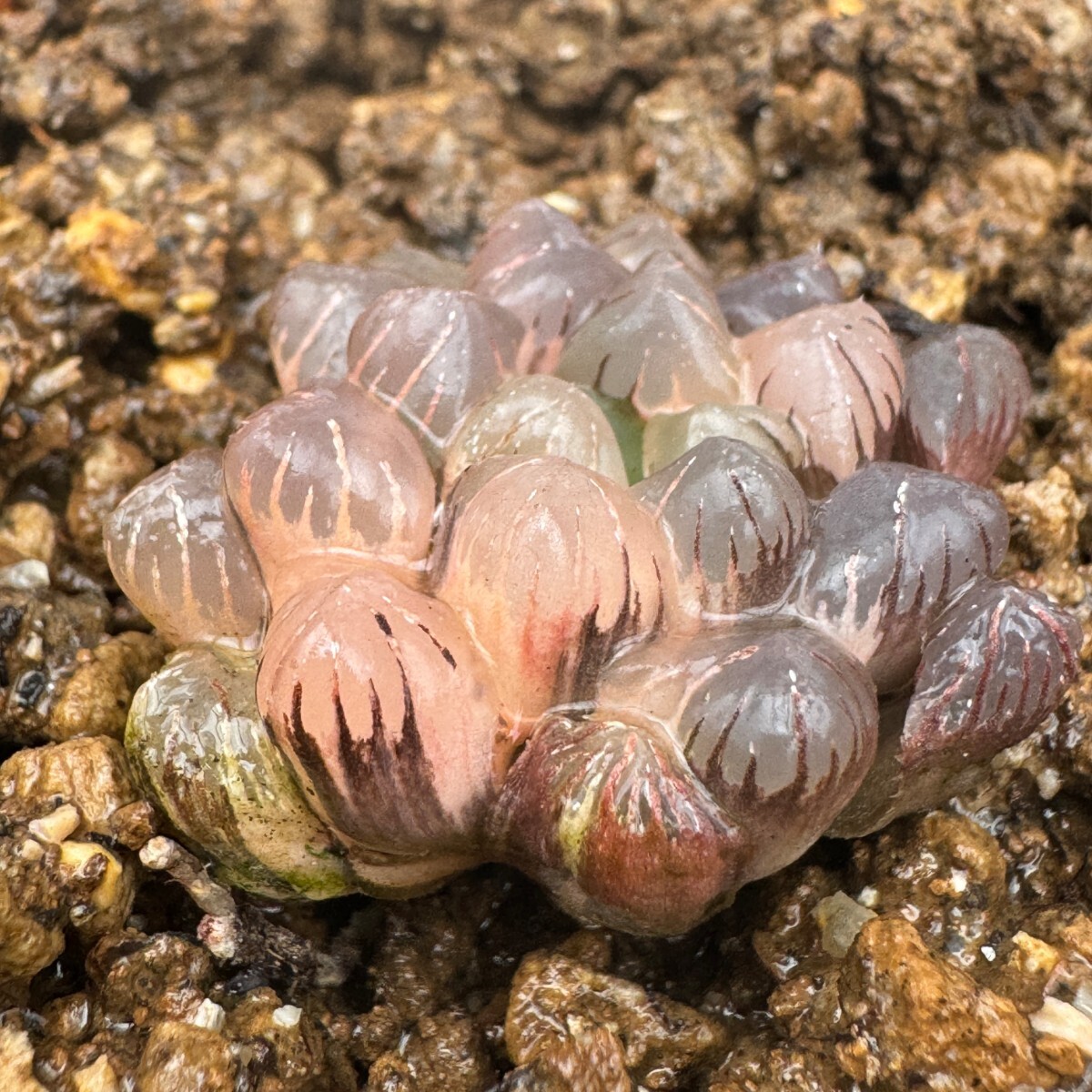 N1584多肉植物 ハオルチア ハオルシア OB-1紫オブツーサ錦 の画像3