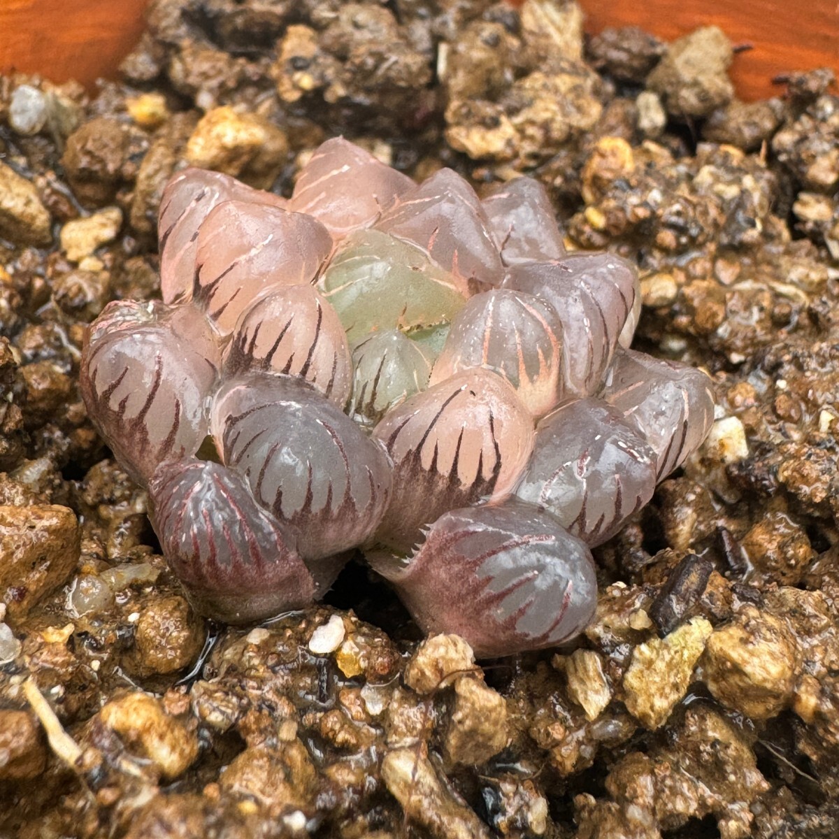 N1584多肉植物 ハオルチア ハオルシア OB-1紫オブツーサ錦 の画像2