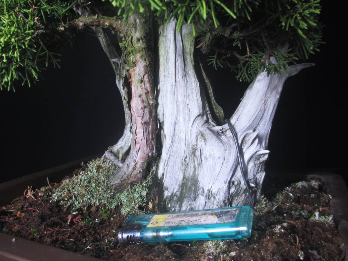  luck .3 literary creation bonsai genuine Kashiwa |sin Park height of tree 36. literary creation making car li. futoshi . pattern good leaf . tree material nationwide equal postage 