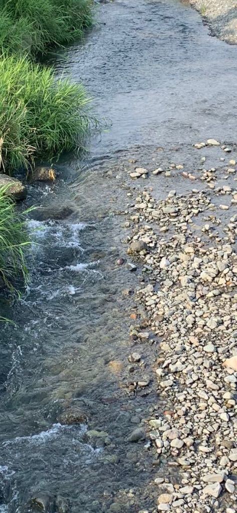 ボウズハゼ サイズM（7～10cm前後） 3匹セット 河川中流域 神奈川県 コケ取り 混泳OK 【送料無料 即決】の画像5