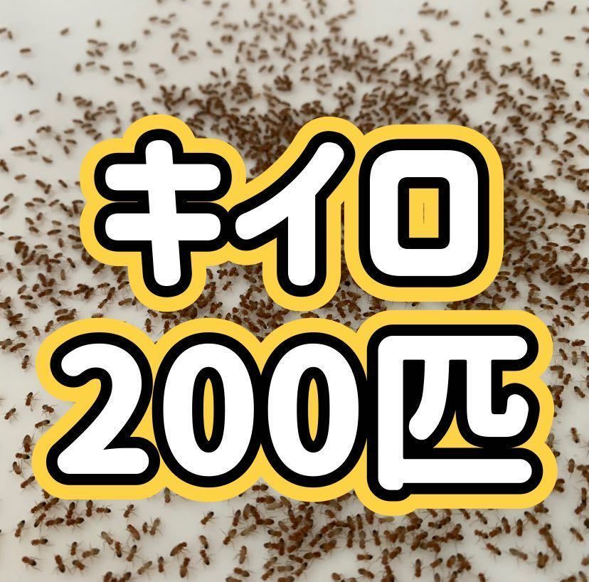 キイロショウジョウバエ 200匹+α ウイングレス【即決】【翌日までに発送】【送料無料】 羽無し 生き餌 活き餌 クモ　カマキリ　アリ_画像1