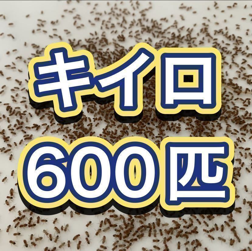 Kirosho Joujobae 600+α [живая приманка] лягушка Gamori imori imori tokagagi без крыла [бесплатная доставка] [обещание] [отправлено на следующий день]