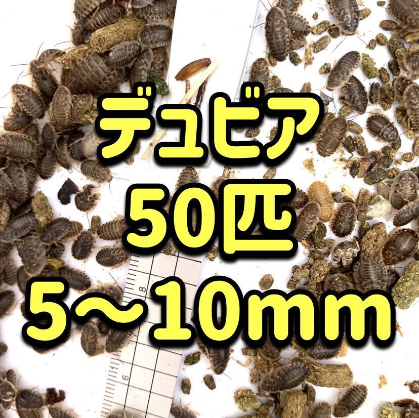 デュビア SS 50匹+α 【翌日までに発送】 【送料無料】 ヤモリ トカゲ 肉食魚 エサ 餌 活餌の画像1