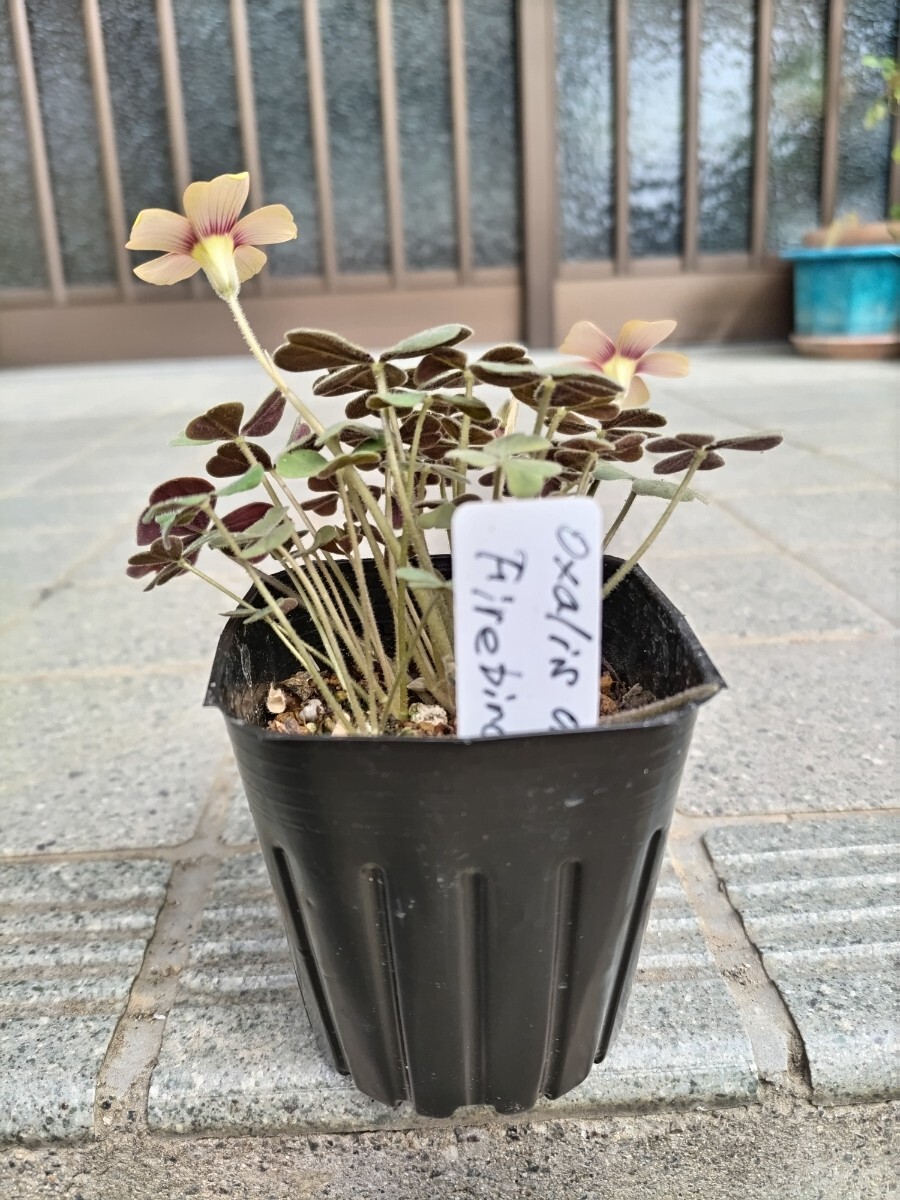 Oxalis obtusa 火の鳥(Yellow&Red/Fire bird)の球根の画像4