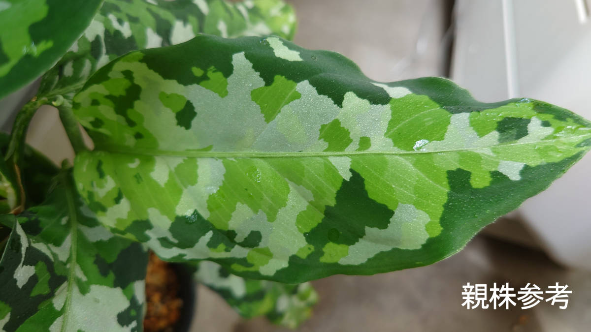 アグラオネマ ディープフォレスト Aglaonema pictum tricolor Deep Forestの画像1