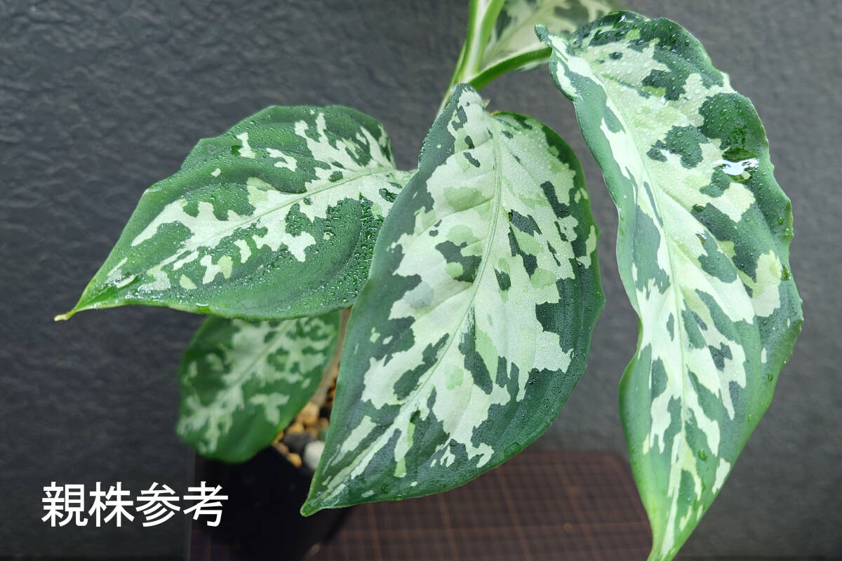 アグラオネマ ホワイトアワン Aglaonema pictum Model-White Awan From Pulau Nias ANG-PF-00042 ANG便の画像1