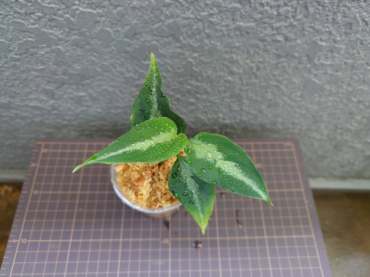 アグラオネマ エウレカ Aglaonema pictum Tricolor EUREKA Pulau Nias AZ便の画像2