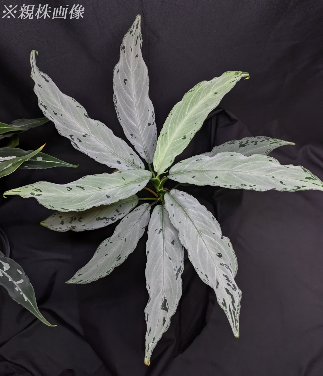 ◆Aglaonema pictum from Aceh Sumatera ピクタム トリカラー◆シルバー系 Quatroの画像1