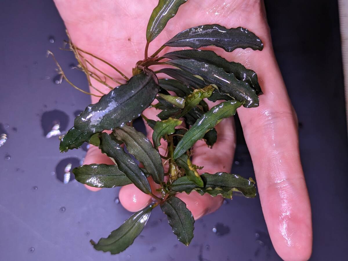 2株◆Bucephalandra sp.Aurora 個人輸入株 厳選株 ブセファランドラ◆の画像3