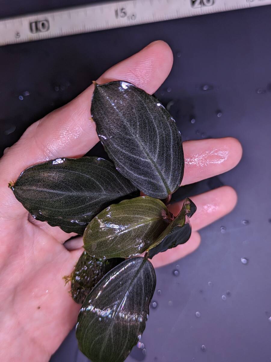 ◆ブセファランドラsp.パールグレイ【TB便】2018-1月 Bucephalandra sp.Pearl gray Bucephalandra◆の画像3