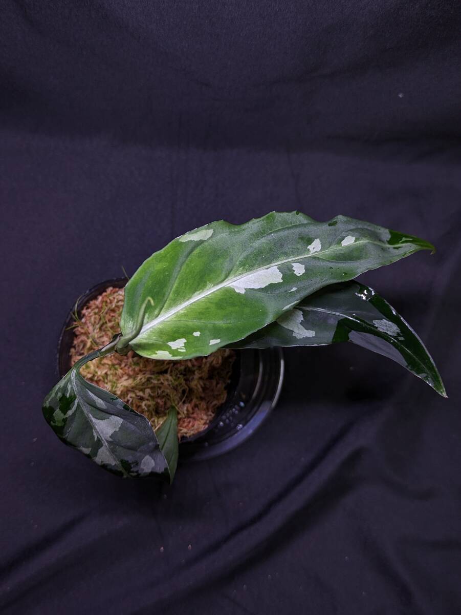 ◆Aglaonema pictum from Aceh Sumatera ピクタム トリカラー◆F 反転か斑の画像5