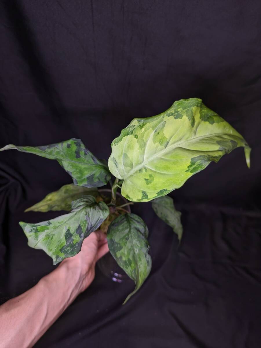 ◆Aglaonema pictum from Aceh Sumatera ピクタム トリカラー◆マルチの画像1