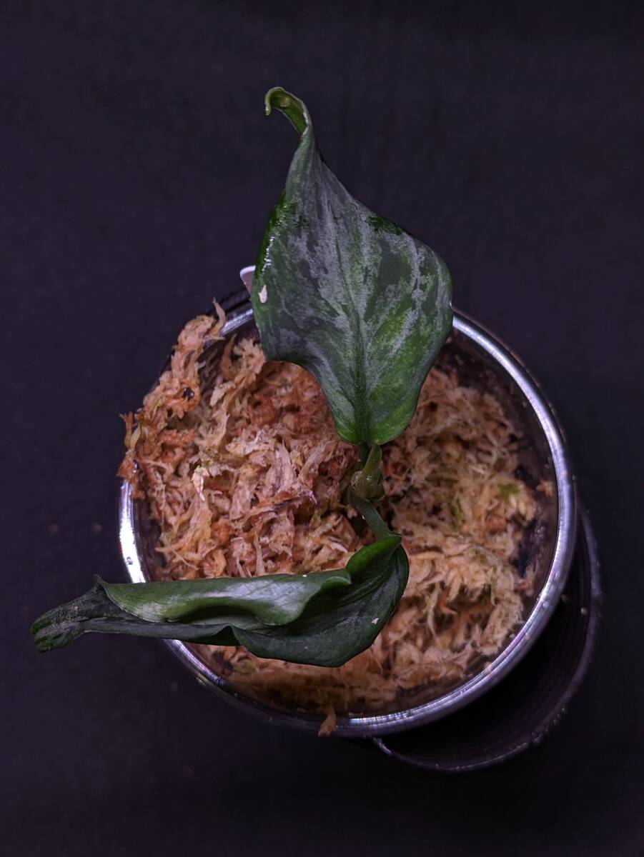 ◆Aglaonema pictum from Aceh Sumatera ピクタム トリカラー◆シルバー系 Quatroの画像4