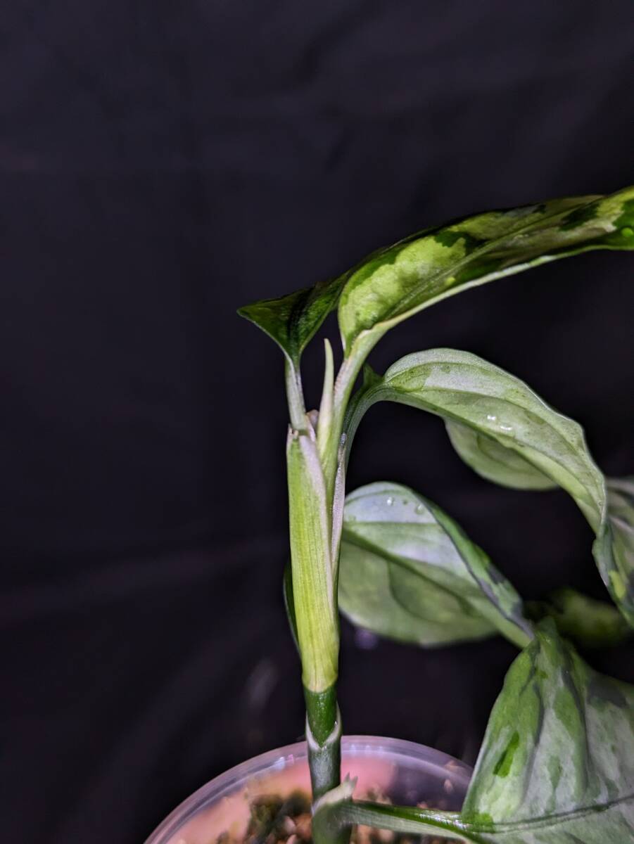 ◆Aglaonema pictum from Aceh Sumatera ピクタム トリカラー◆グレー入マルチ_画像6