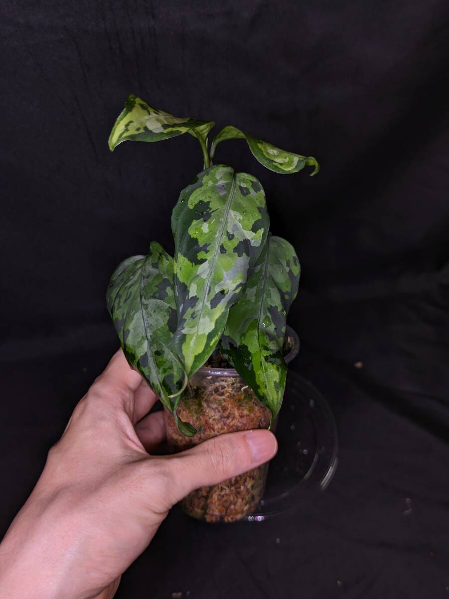 ◆Aglaonema pictum from Aceh Sumatera ピクタム トリカラー◆グレー入マルチ_画像3