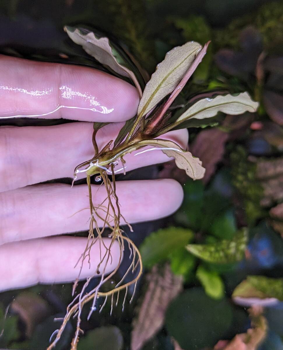 ◆ブセファランドラsp.カユラピス3【TB便】2018-1月 Bucephalandra sp. Kayu lapis3◆_画像2