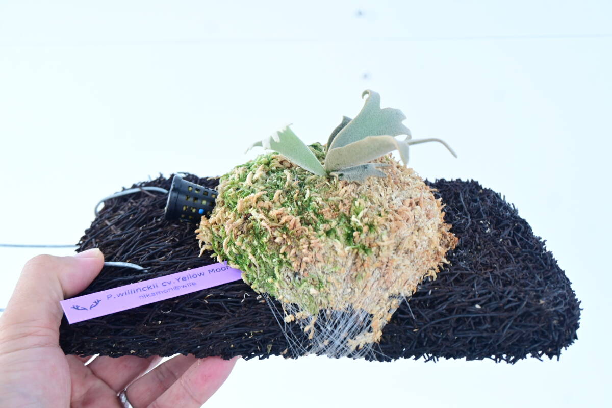 P.willinkii cv.Yellow Moon dwarf spored  ＠ビカ森wife  ヘゴ板付け イエロームーンドワーフ  ビカクシダの画像9