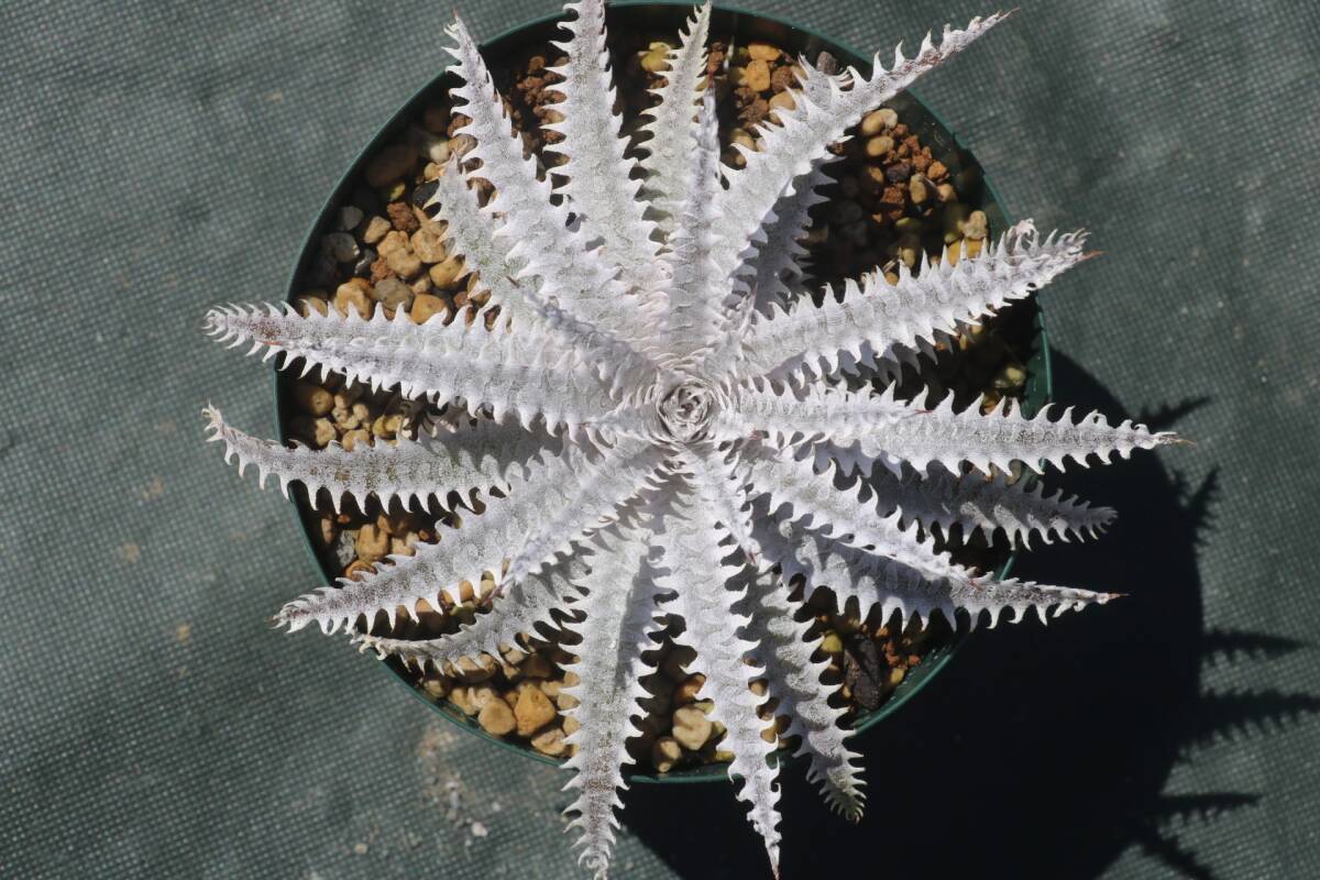 Amazonico★★★★Dyckia 'BS' × 'Crystal Boy'★★★★★ブロメリア ディッキアの画像1