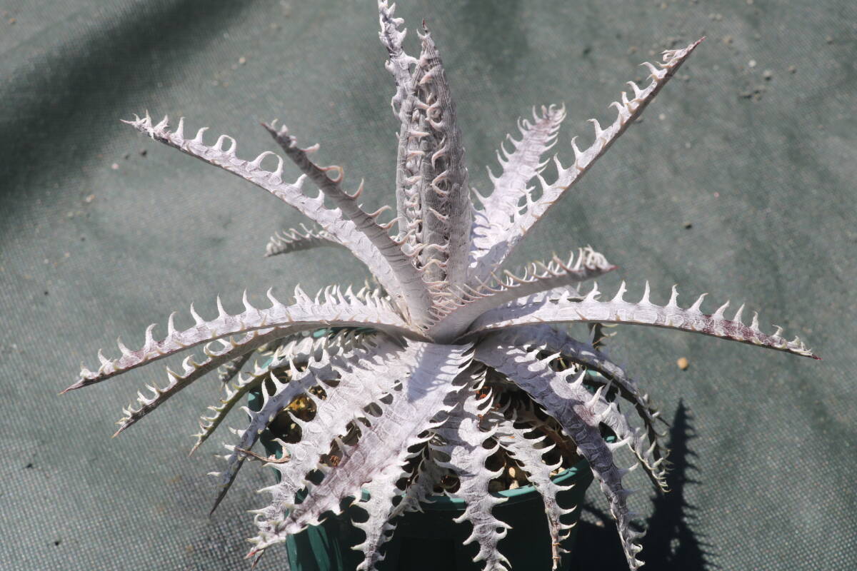 Amazonico★★★★Dyckia 'Coelacanth' × 'Jaws'★★★★★ブロメリア ディッキアの画像3