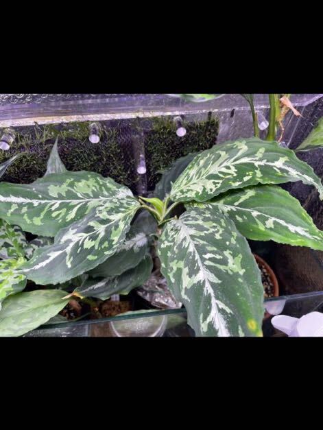 Aglaonema pictum GW2001-28 Padang sidempuan 【TB】　正規タグ付き_画像7