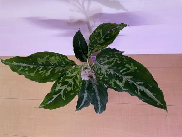 Aglaonema pictum GW2001-28 Padang sidempuan 【TB】　正規タグ付き_画像8