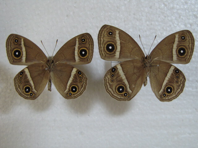 国内産蝶標本 リュウキュウヒメジャノメ 沖縄県産 本島 ２♂、♀ 西表島 ♂、♀ 採集品 の画像3