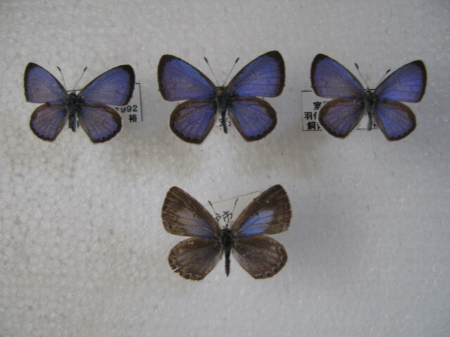 国内産蝶標本 ヤクシマルリシジミ A 高知県産 室戸市 飼育品 ♂３，採集品 ♀の画像1