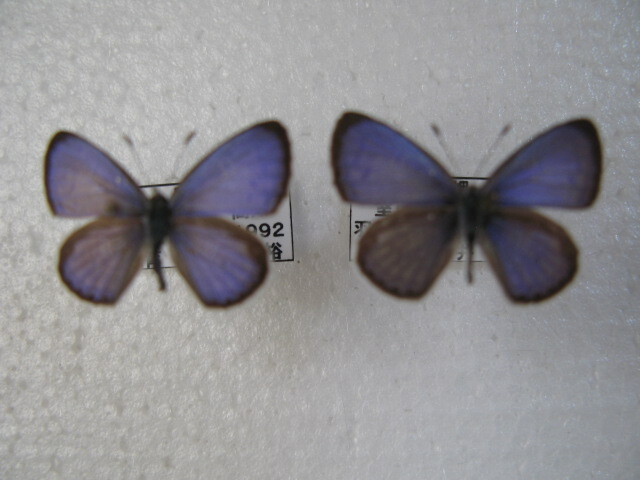 国内産蝶標本 ヤクシマルリシジミ A 高知県産 室戸市 飼育品 ♂３，採集品 ♀の画像2