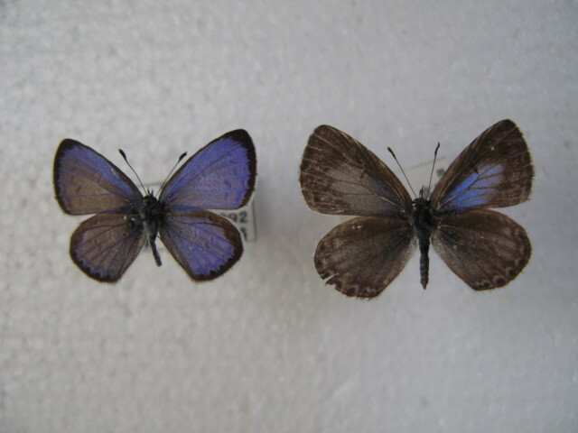 国内産蝶標本 ヤクシマルリシジミ A 高知県産 室戸市 飼育品 ♂３，採集品 ♀の画像3
