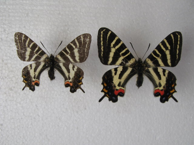 国内産蝶標本 ギフチョウ 鳥取県産 大山町  採集品 オス２の画像1