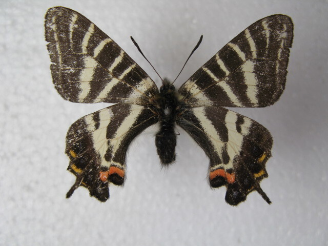国内産蝶標本 ギフチョウ 鳥取県産 大山町  採集品 オス２の画像2
