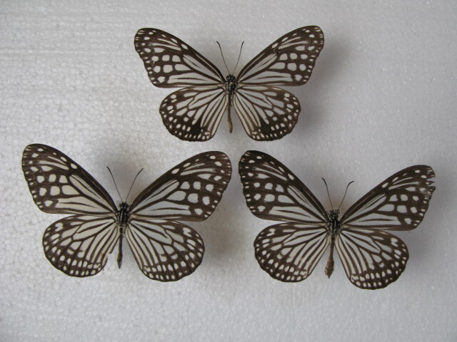 国内産蝶標本 ヒメアサギマダラ 沖縄県産 与那国島 採集品 オス１，メス２の画像1