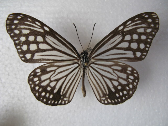 国内産蝶標本 ヒメアサギマダラ 沖縄県産 与那国島 採集品 オス１，メス２の画像2