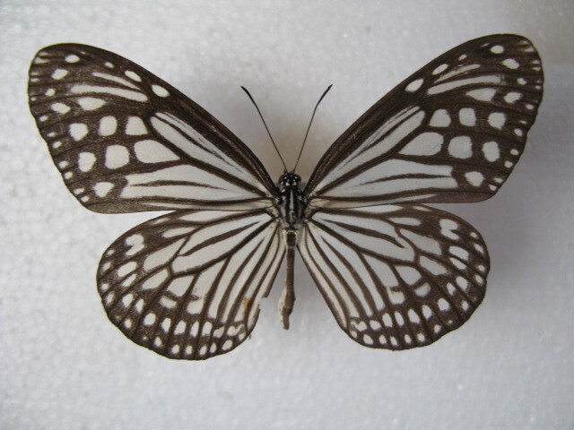 国内産蝶標本 ヒメアサギマダラ 沖縄県産 与那国島 採集品 オス１，メス２の画像3