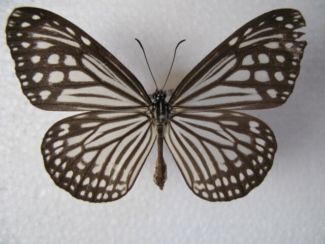 国内産蝶標本 ヒメアサギマダラ 沖縄県産 与那国島 採集品 オス１，メス２の画像4