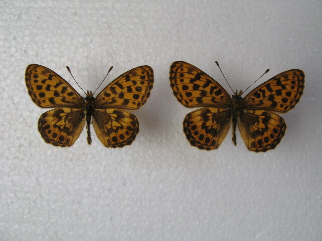  domestic production butterfly specimen ho soba leopard mon Hokkaido production on river block collection goods male, female 