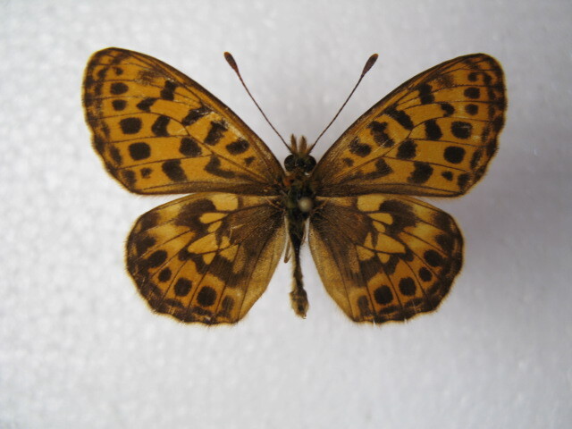  domestic production butterfly specimen ho soba leopard mon Hokkaido production on river block collection goods male, female 