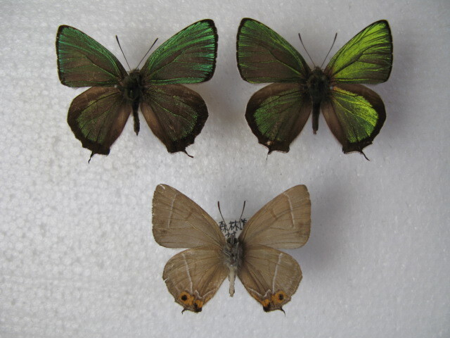 国内産蝶標本 アイノミドリシジミ 高知県産 いの町 ３♂ 採集品 の画像1
