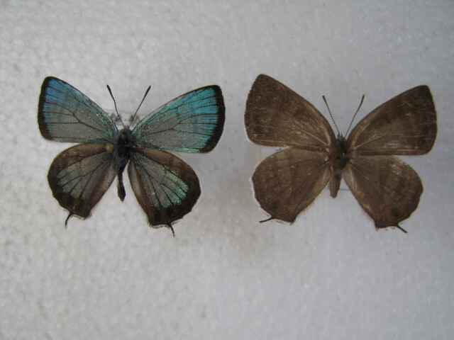 国内産蝶標本 フジミドリシジミ 高知県産 いの町 採集品 ♂、♀の画像1