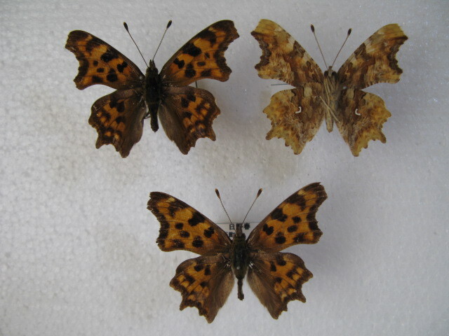  domestic production butterfly specimen si- vertical is Yamanashi prefecture production length slope block collection goods 3 head 